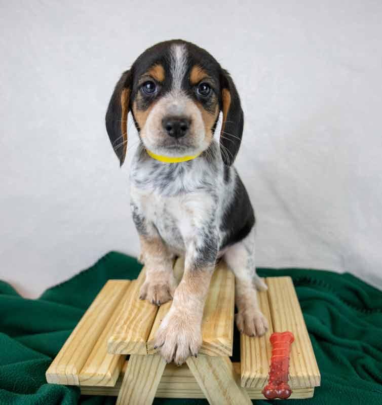Enlarge Rerun, an adopted Beagle in Kennesaw, GA image 6/6