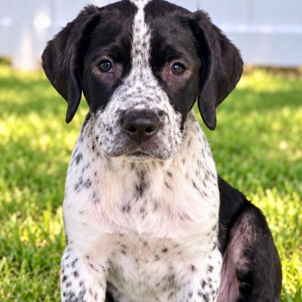 Fred, Adoptable, Puppy Male Hound & Spaniel.
