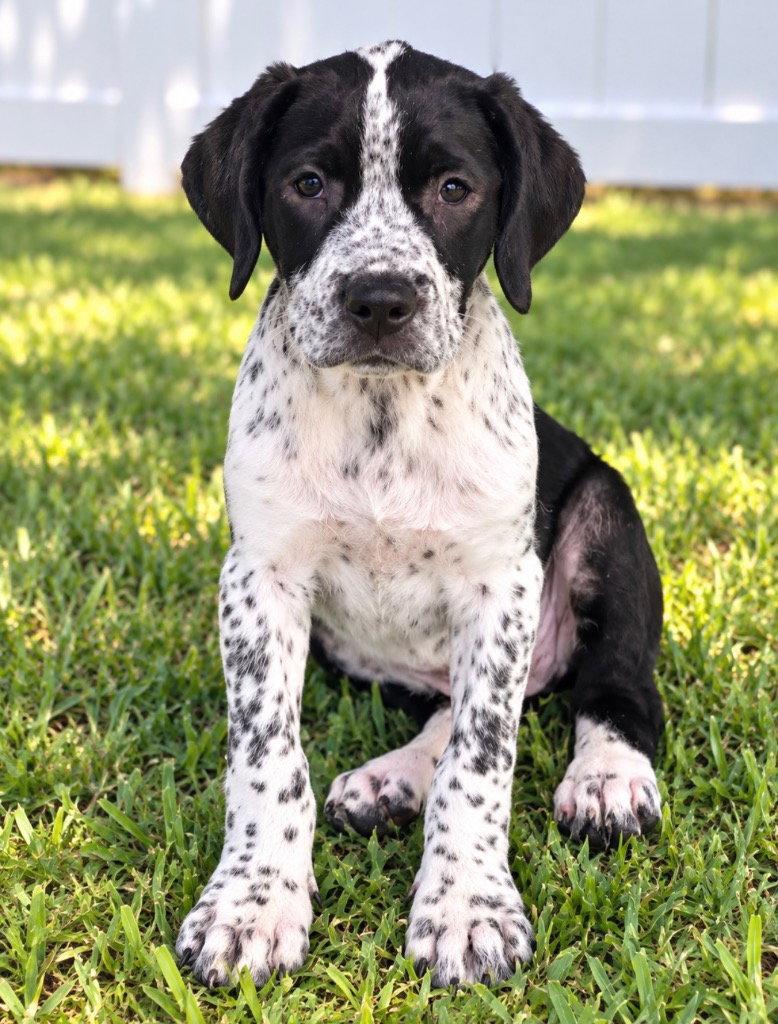 Enlarge Fred, a Adoptable mixed breed in Bloomfield, CT image 3/3