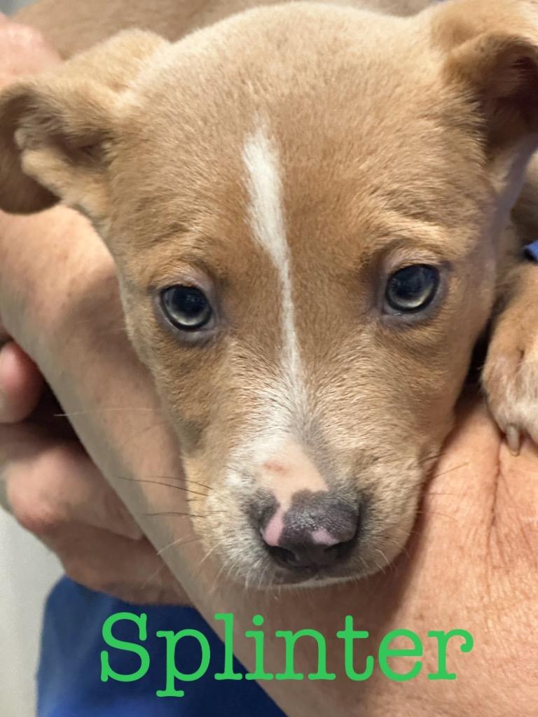 Splinter, Adoptable, Adult Male Labrador Retriever.