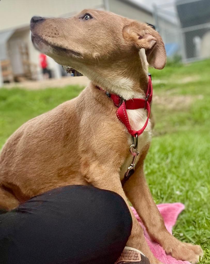 Splinter, a Adoptable mixed breed in Saint Francisville, LA image 1/6