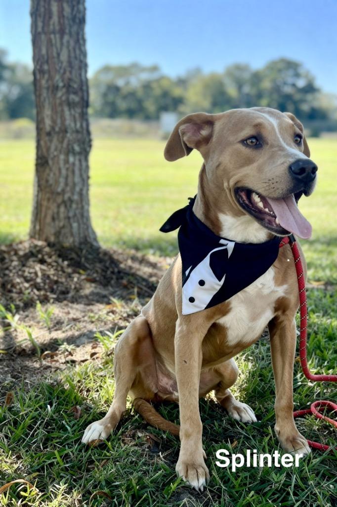 Splinter, a Adoptable mixed breed in Saint Francisville, LA image 3/6