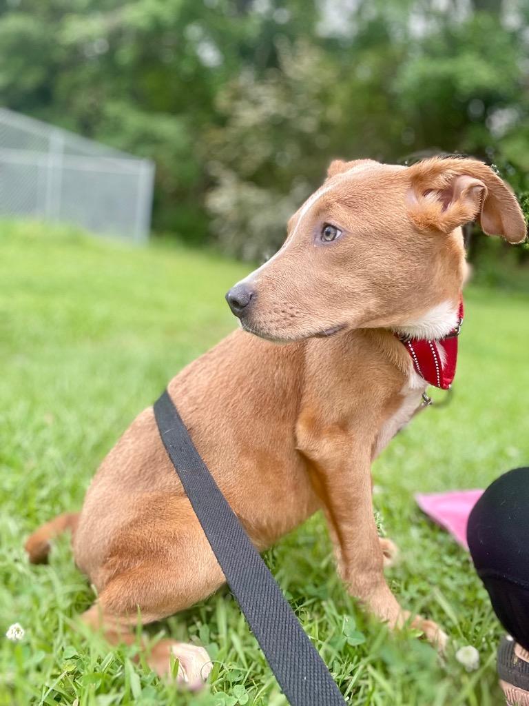 Splinter, a Adoptable mixed breed in Saint Francisville, LA image 5/6