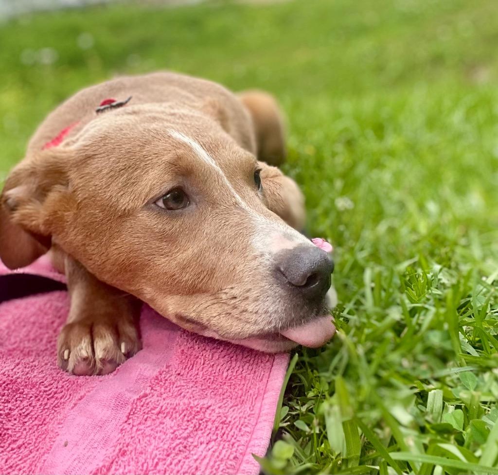 Enlarge Splinter, a Adoptable mixed breed in Saint Francisville, LA image 4/6