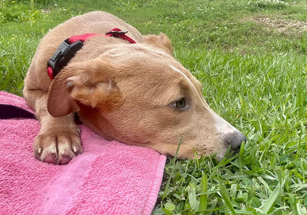 Splinter, a Adoptable mixed breed in Saint Francisville, LA image 6/6