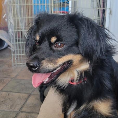 Enlarge Asher, a Adoptable mixed breed in Grand Island, NE image 1/1