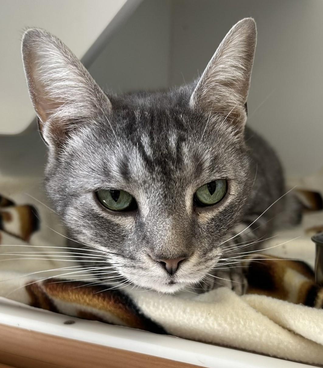 Unagi, adopted, Adult Male Domestic Short Hair.