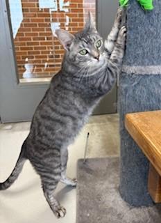 Enlarge Unagi, an adopted Domestic Short Hair in Mason City, IA image 3/3