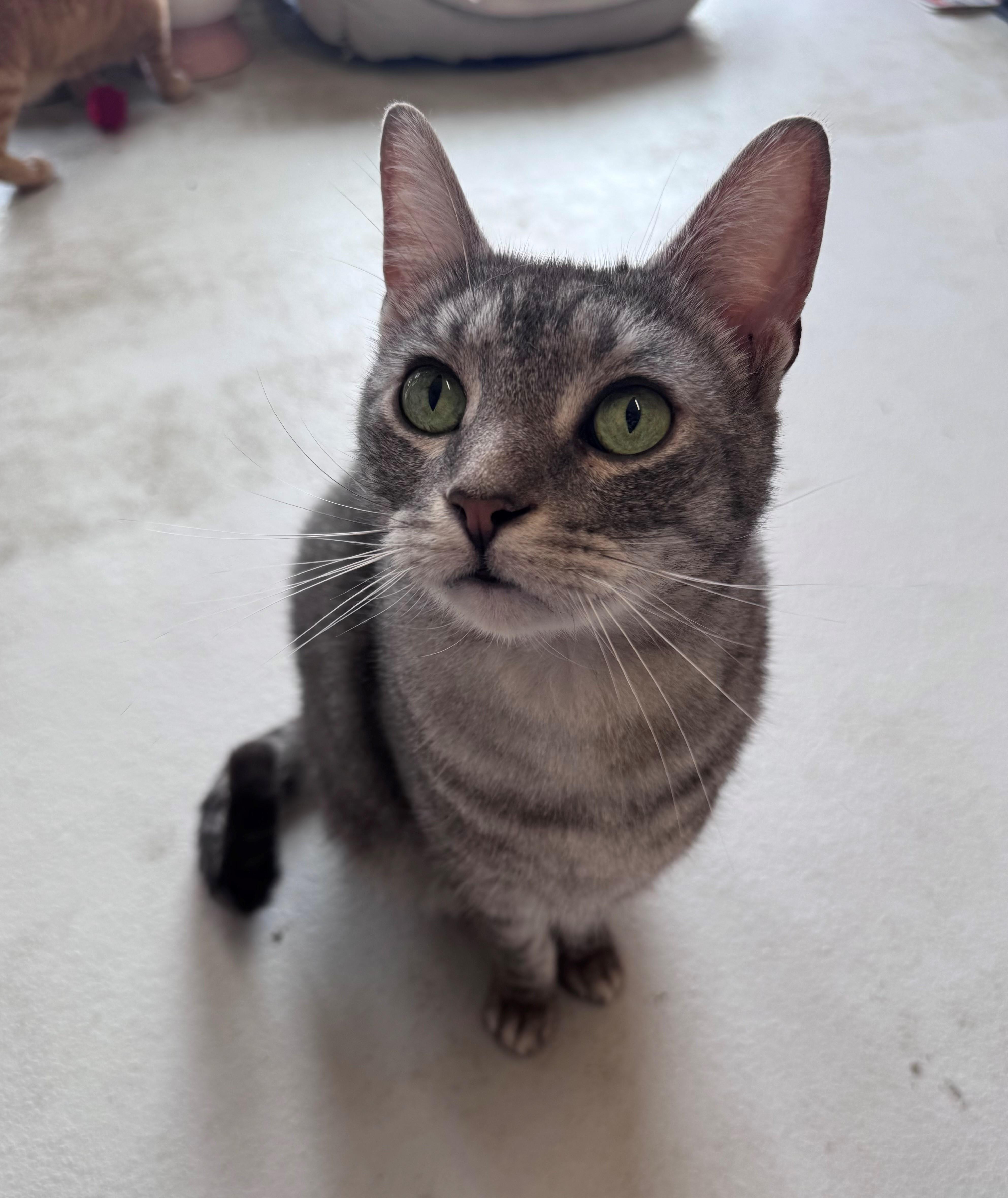 Enlarge Unagi, an adopted Domestic Short Hair in Mason City, IA image 2/3