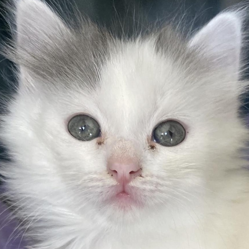 Enlarge Tigger & Sweet Pea (Bonded Pair), a Adoptable Domestic Medium Hair in Plymouth, MN image 5/6