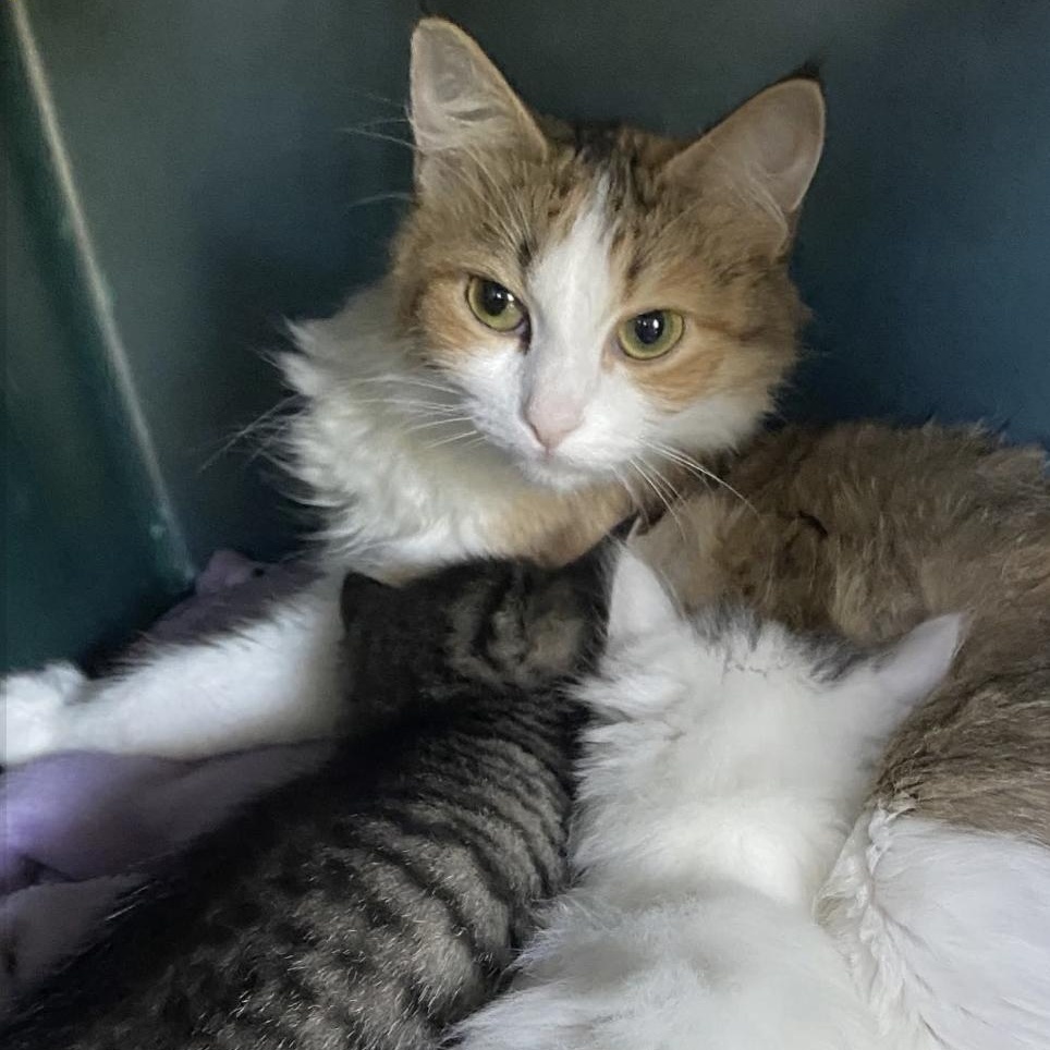 Enlarge Tigger & Sweet Pea (Bonded Pair), a Adoptable Domestic Medium Hair in Plymouth, MN image 6/6