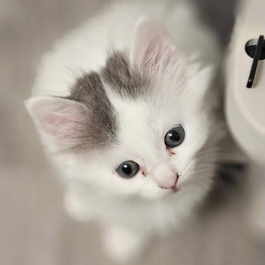 Enlarge Tigger & Sweet Pea (Bonded Pair), a Adoptable Domestic Medium Hair in Plymouth, MN image 3/6