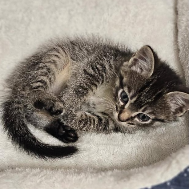 Enlarge Tigger & Sweet Pea (Bonded Pair), a Adoptable Domestic Medium Hair in Plymouth, MN image 4/6