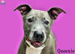 Enlarge Queenie, a Adoptable Pit Bull Terrier in Newport, KY image 1/3