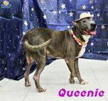 Enlarge Queenie, a Adoptable Pit Bull Terrier in Newport, KY image 2/3
