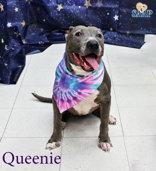 Enlarge Queenie, a Adoptable Pit Bull Terrier in Newport, KY image 3/3