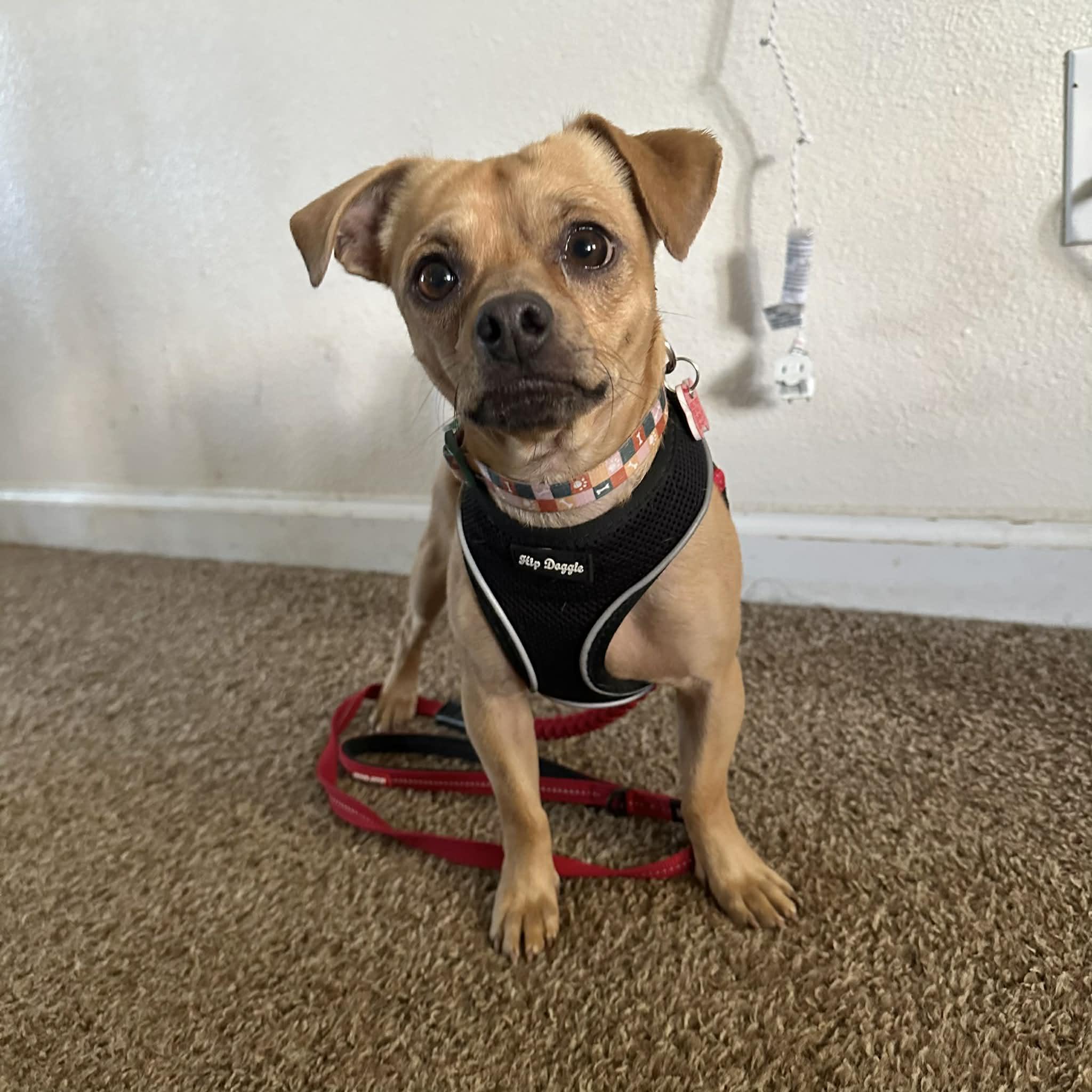 Theo, ADOPTABLE, Young Male Chihuahua & Pug.