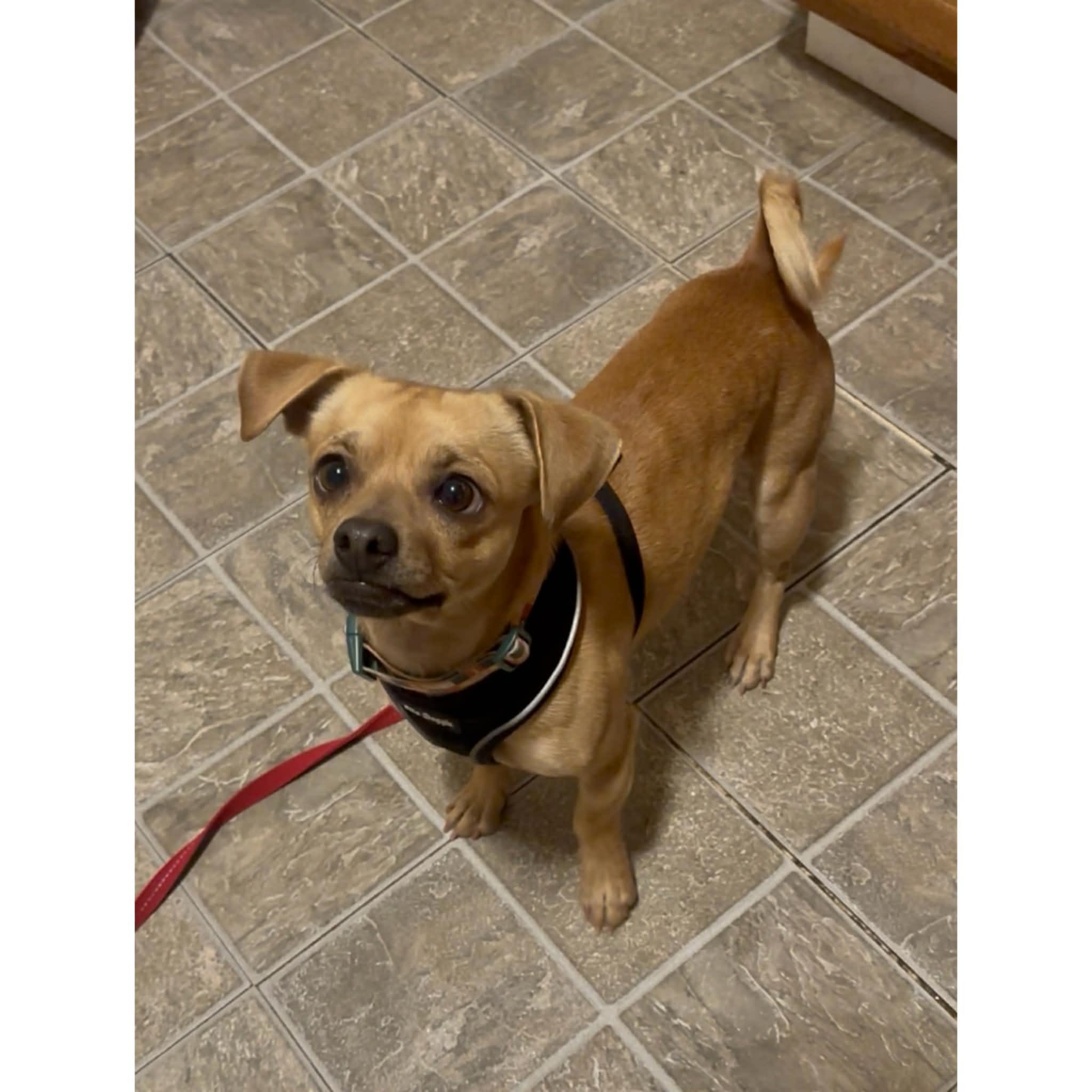 Enlarge Theo, an adopted mixed breed in Boulder, CO image 2/6