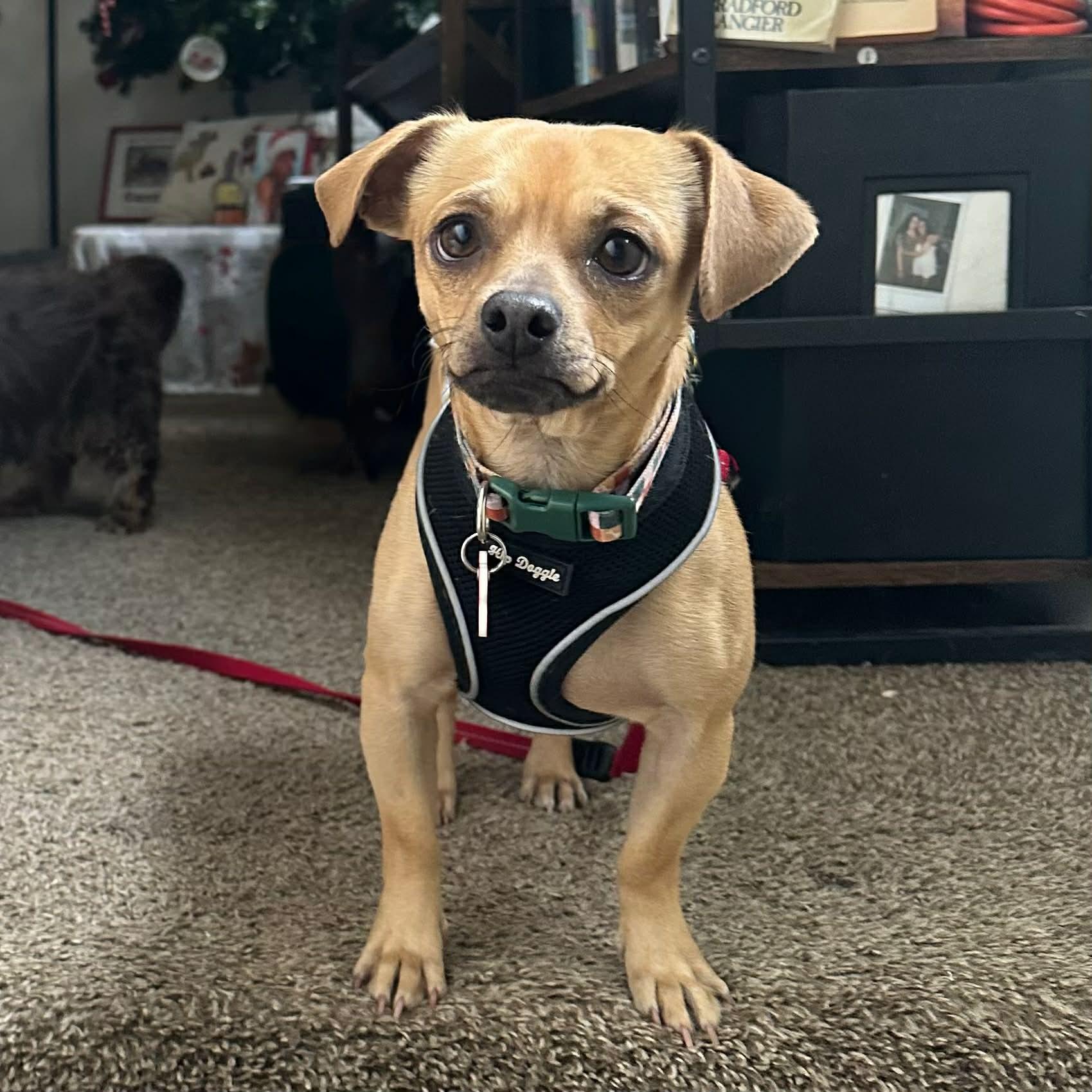 Enlarge Theo, an adopted mixed breed in Boulder, CO image 3/6