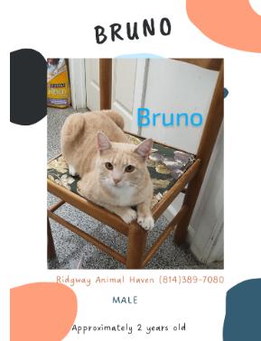Bruno, Adoptable, Adult Male American Shorthair.
