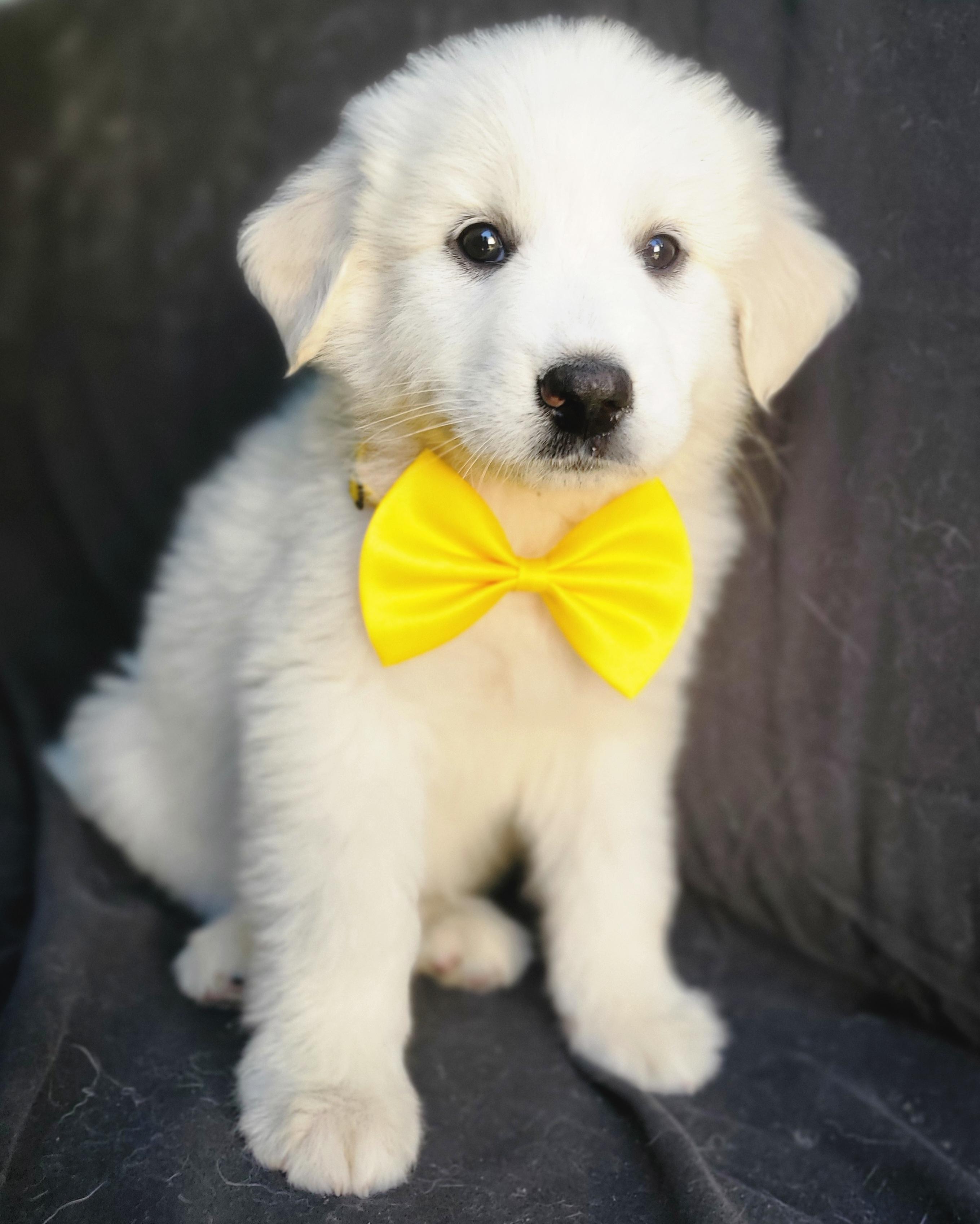 Enlarge Willow, an adopted mixed breed in Gilbert, SC image 6/6