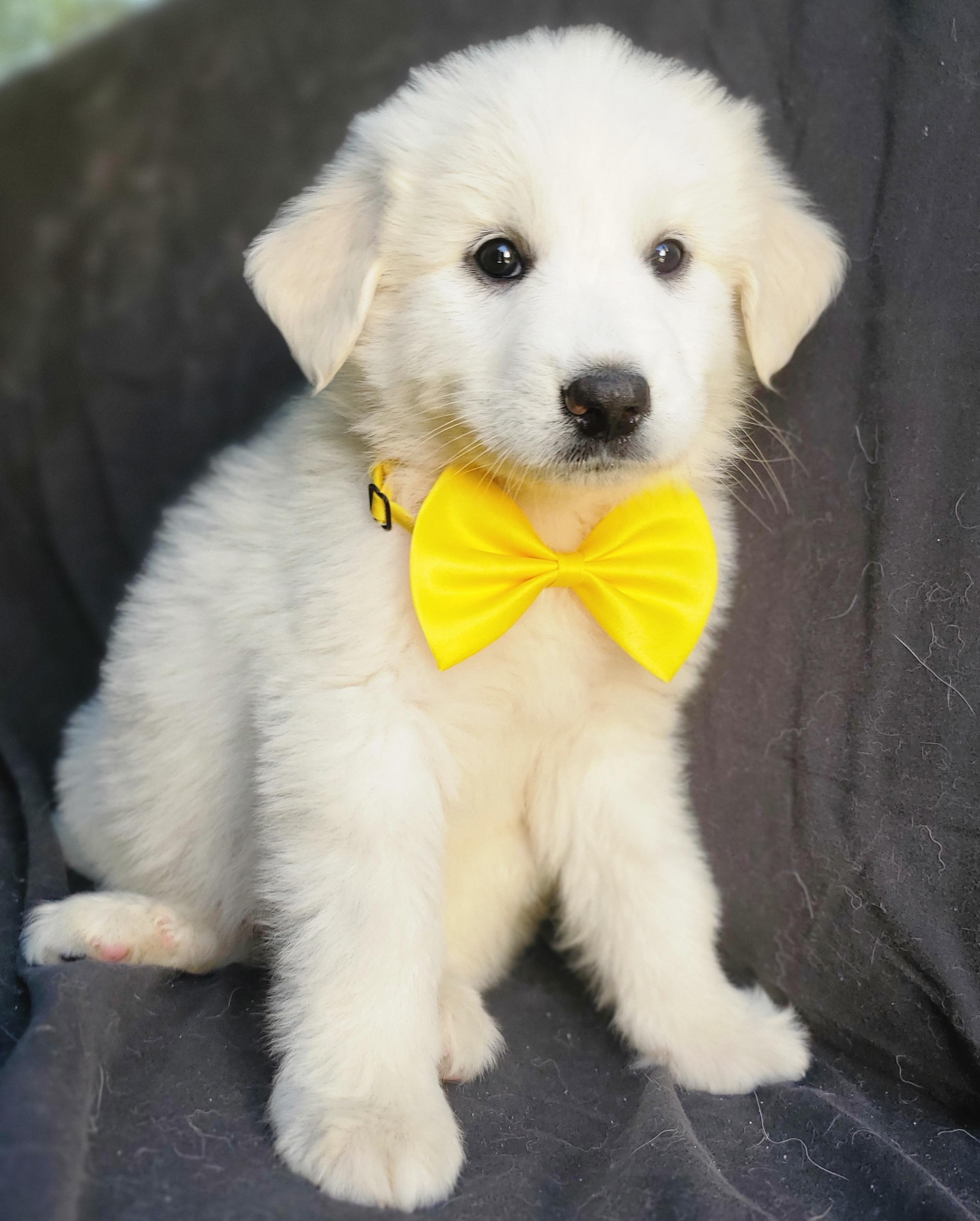 Enlarge Willow, an adopted mixed breed in Gilbert, SC image 5/6