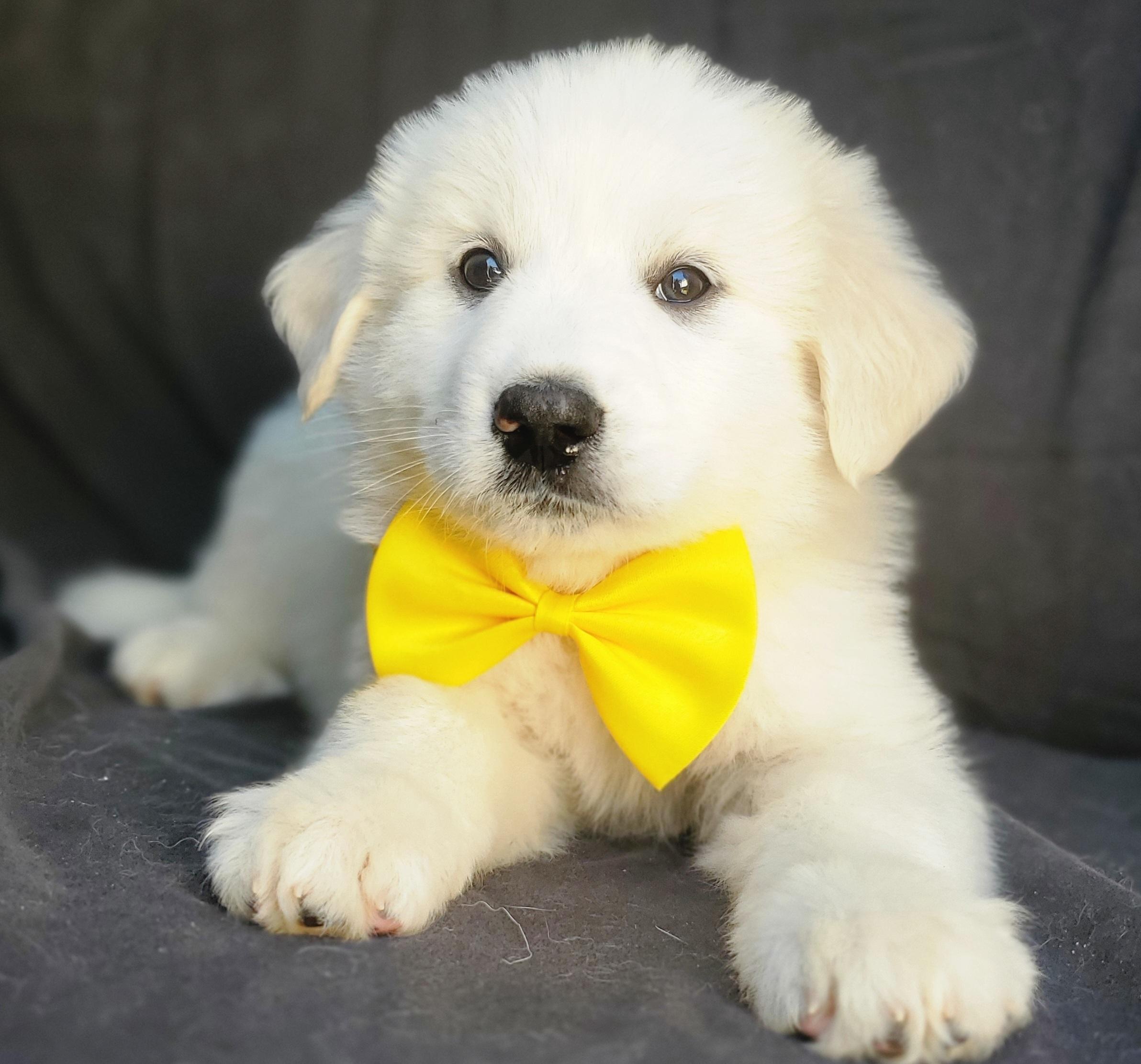 Enlarge Willow, an adopted mixed breed in Gilbert, SC image 4/6