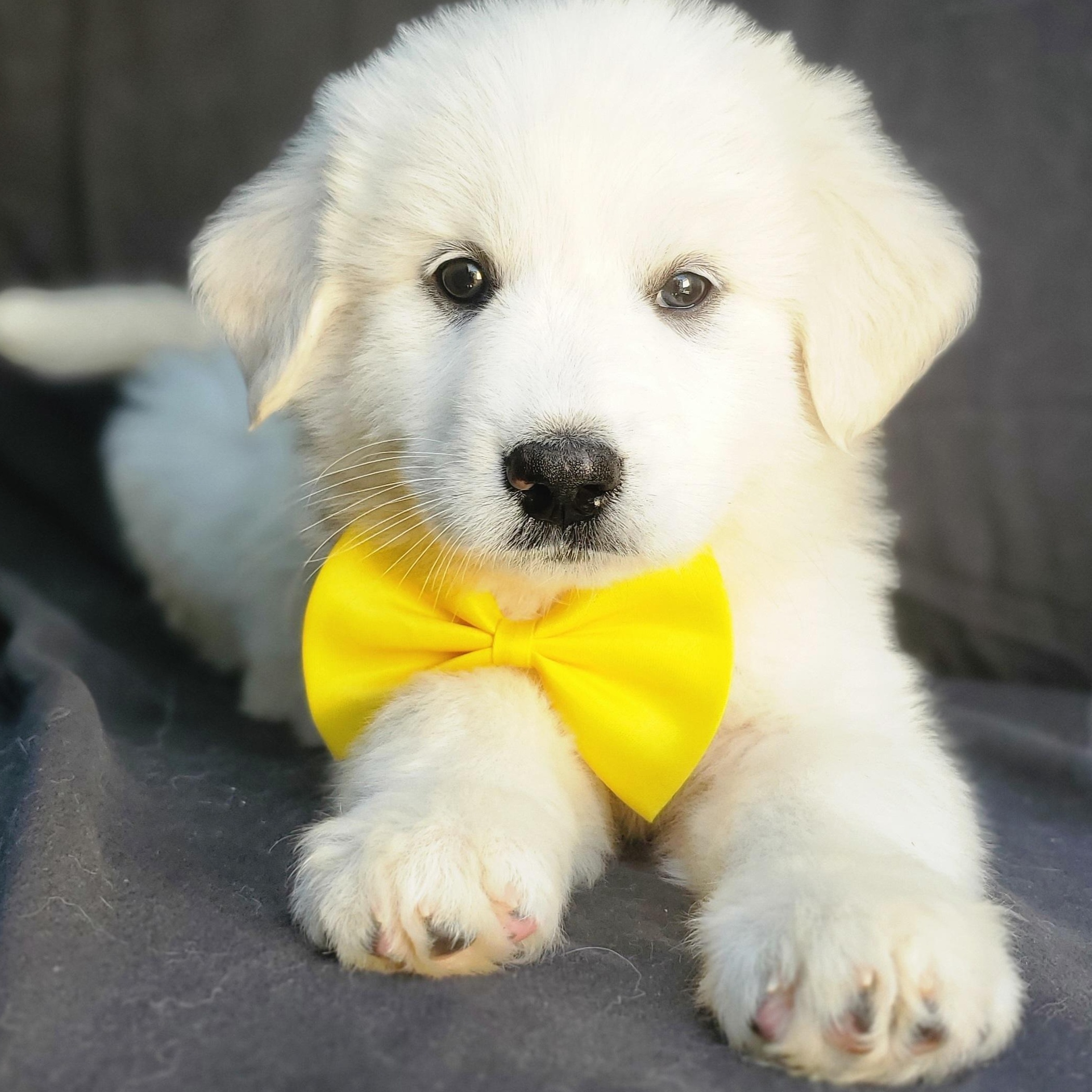 Enlarge Willow, an adopted mixed breed in Gilbert, SC image 2/6
