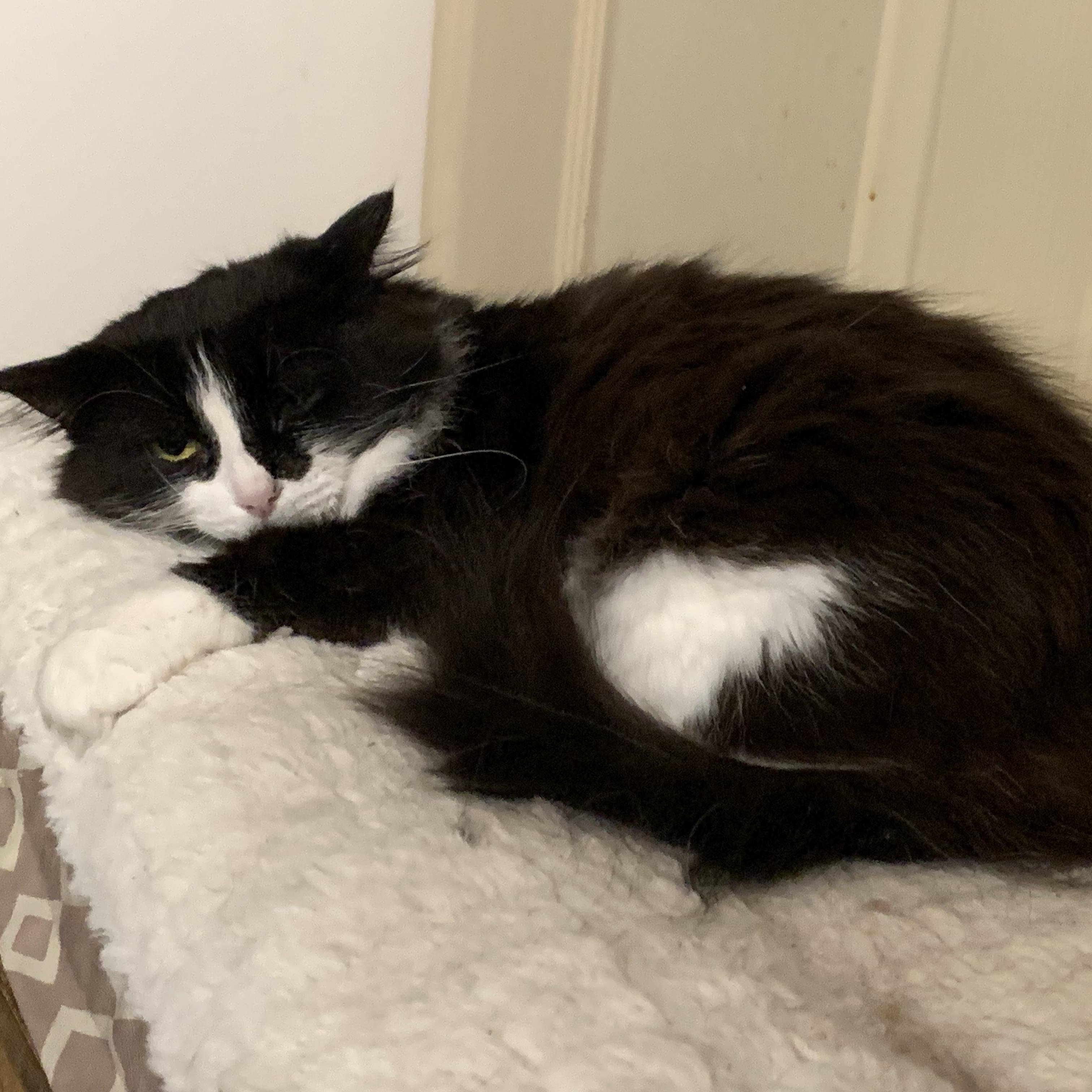 Enlarge Lava, a Adoptable Domestic Long Hair in Shelby Township, MI image 2/6