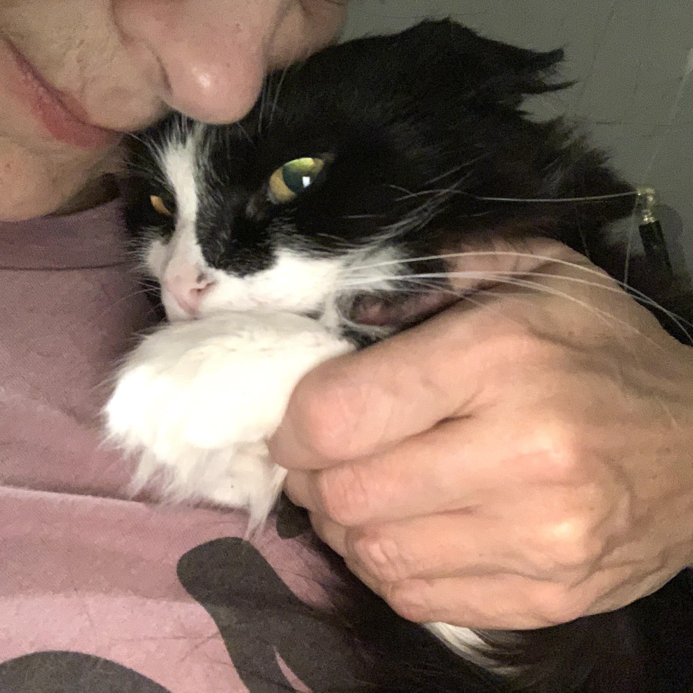 Enlarge Lava, a Adoptable Domestic Long Hair in Shelby Township, MI image 4/6