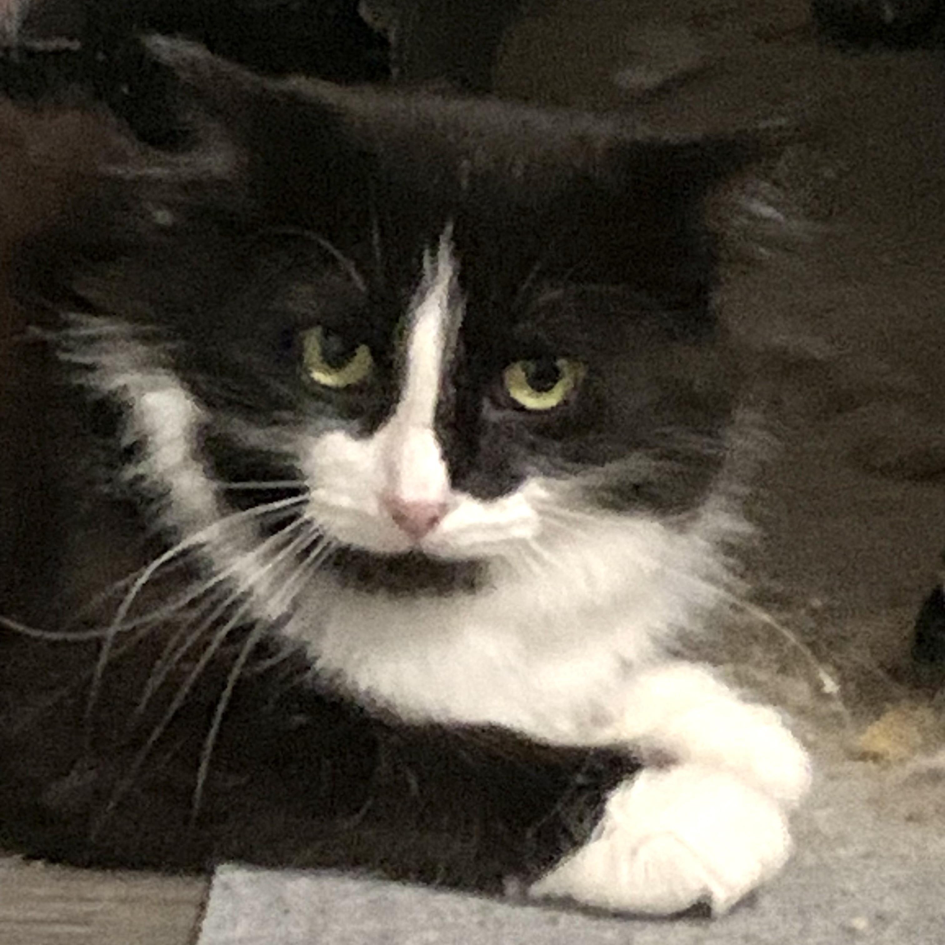 Enlarge Lava, a Adoptable Domestic Long Hair in Shelby Township, MI image 1/6
