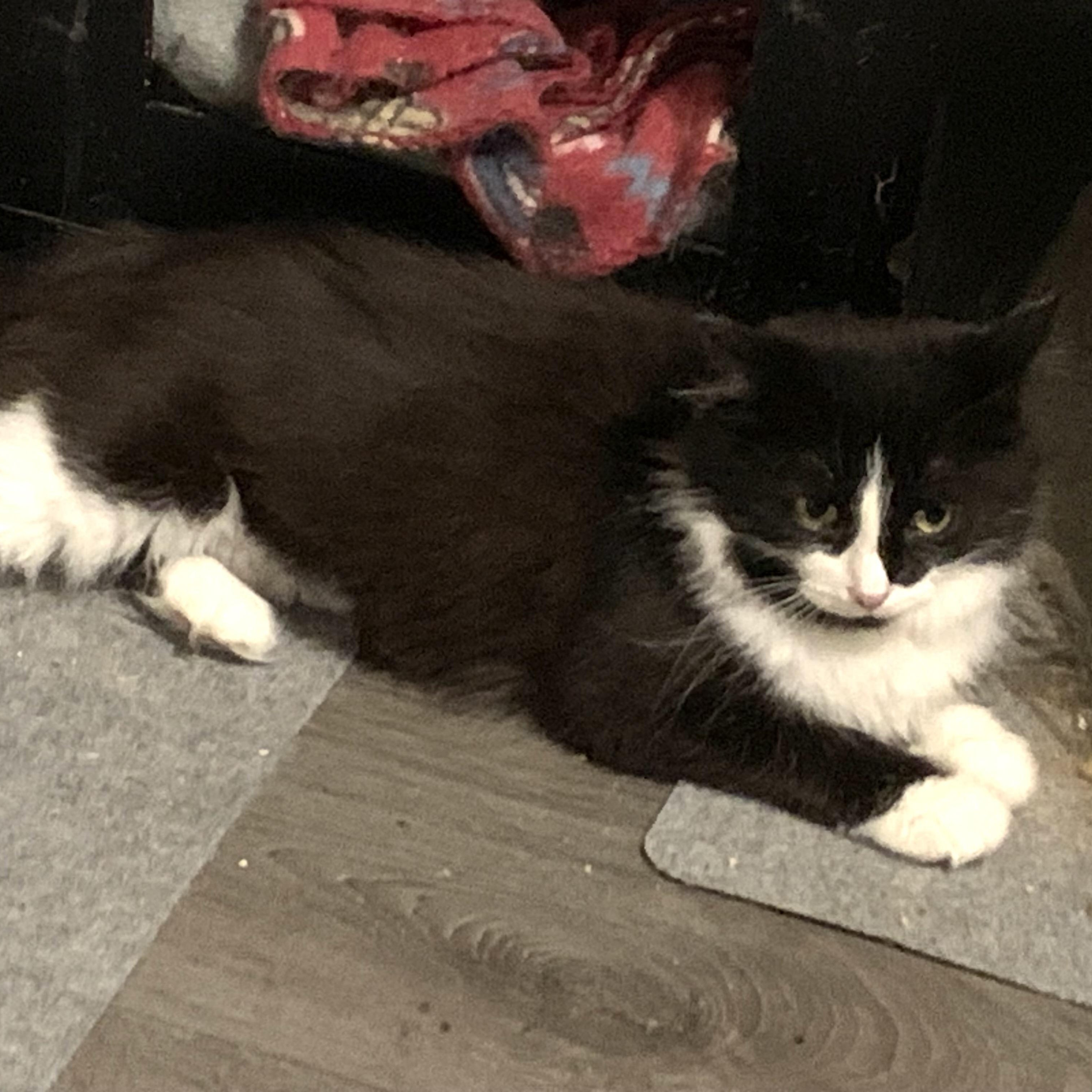 Enlarge Lava, a Adoptable Domestic Long Hair in Shelby Township, MI image 3/6