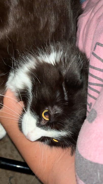Enlarge Lava, a Adoptable Domestic Long Hair in Shelby Township, MI video 5/6