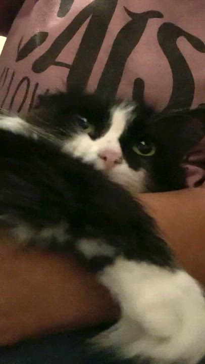 Enlarge Lava, a Adoptable Domestic Long Hair in Shelby Township, MI video 6/6