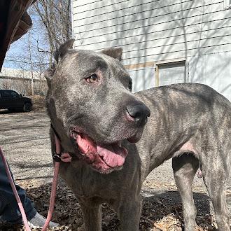Enlarge Eloise, a Adoptable Cane Corso in Oswego, IL image 1/6