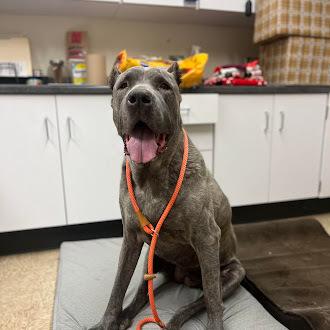 Enlarge Eloise, a Adoptable Cane Corso in Oswego, IL image 2/6