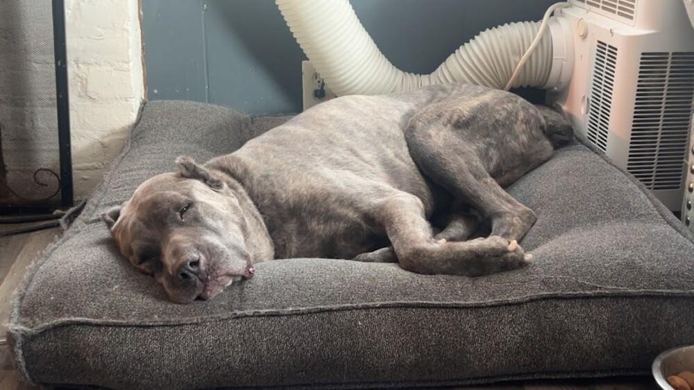 Enlarge Eloise, a Adoptable Cane Corso in Oswego, IL image 3/6