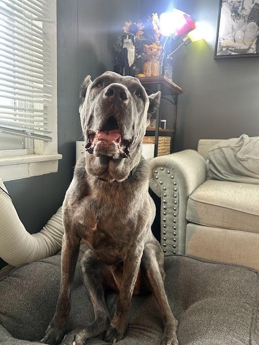 Enlarge Eloise, a Adoptable Cane Corso in Oswego, IL image 4/6
