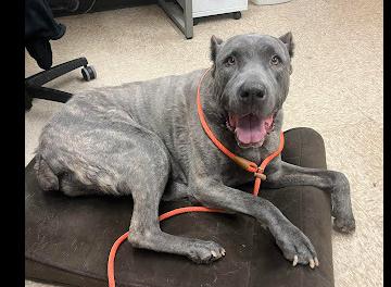 Enlarge Eloise, a Adoptable Cane Corso in Oswego, IL image 5/6