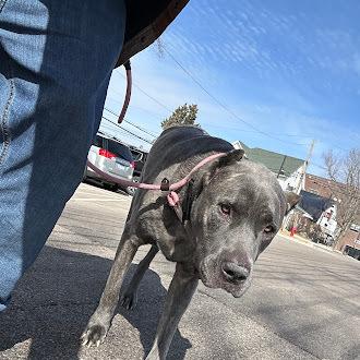 Enlarge Eloise, a Adoptable Cane Corso in Oswego, IL image 6/6