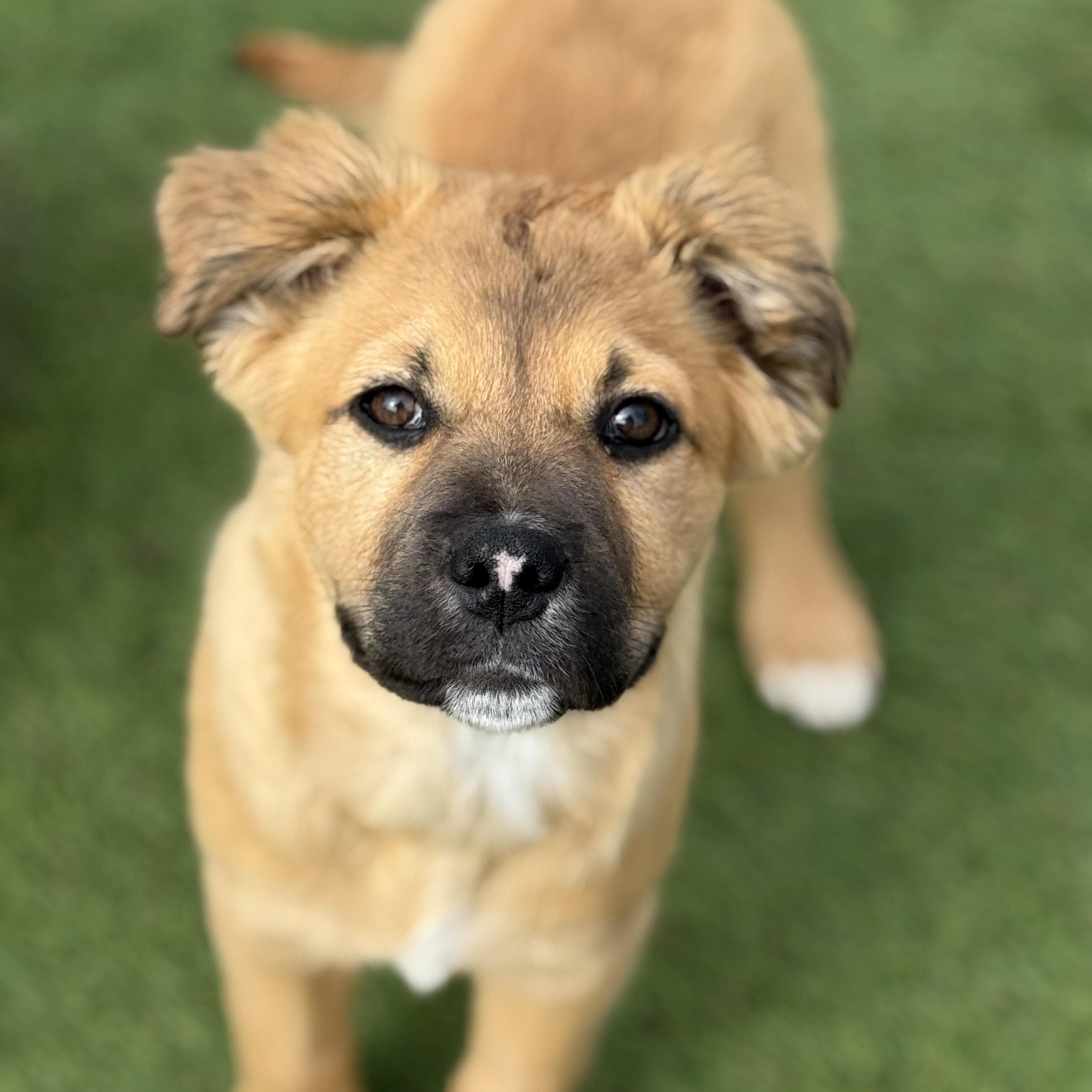 Bobby, adopted, Puppy Male German Shepherd Dog & Labrador Retriever.