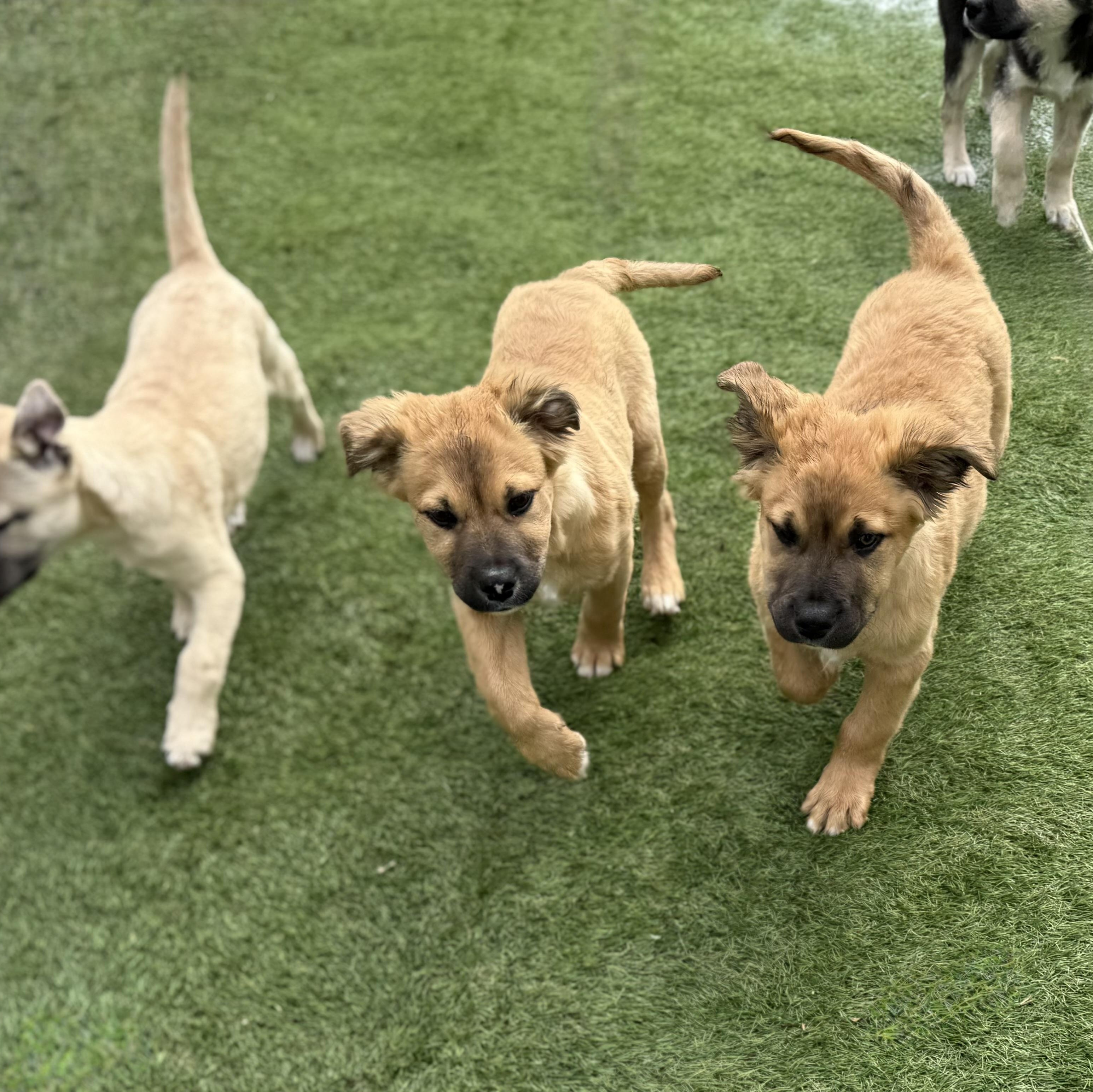 Enlarge Bobby, an adopted mixed breed in Glenolden, PA image 5/6