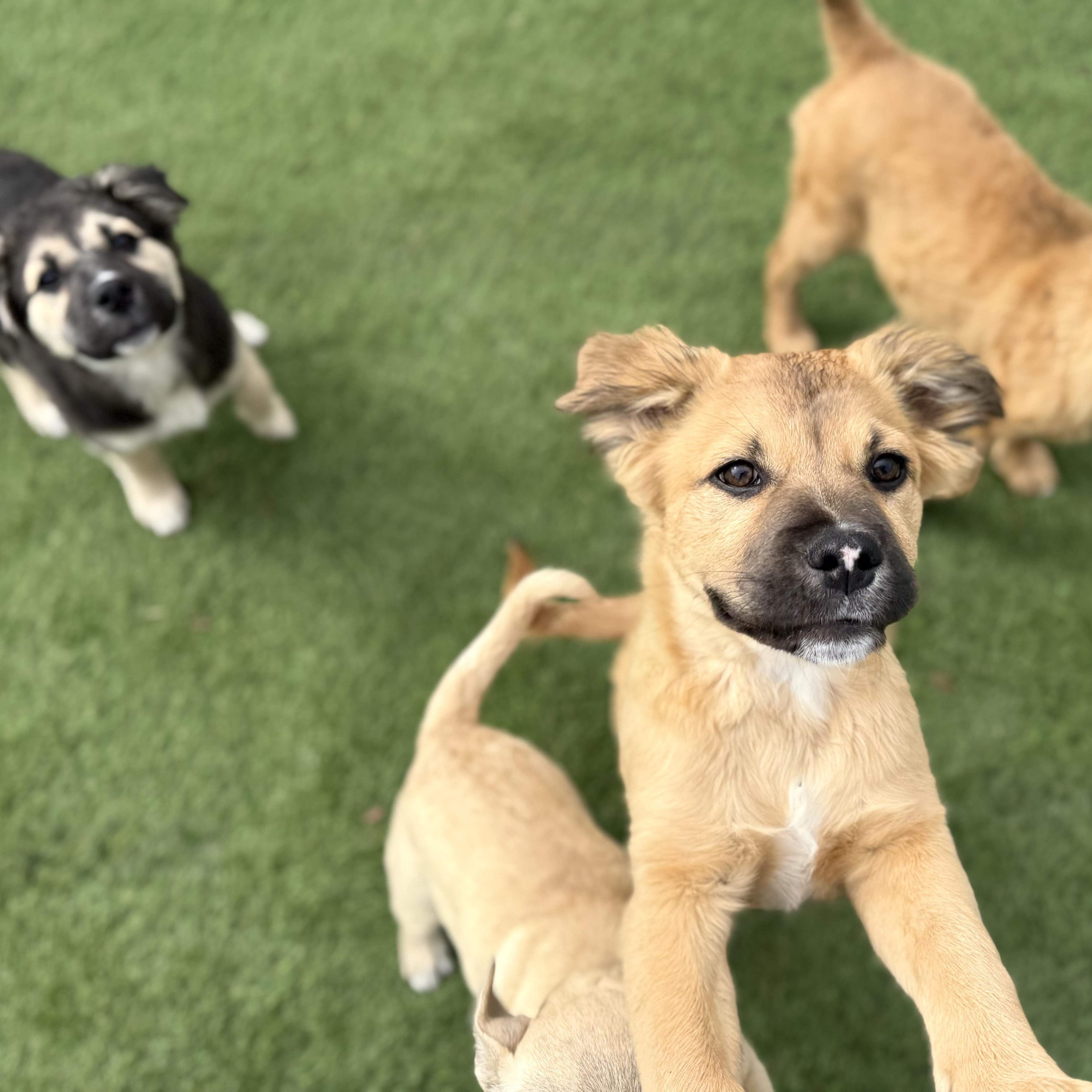 Enlarge Bobby, an adopted mixed breed in Glenolden, PA image 4/6