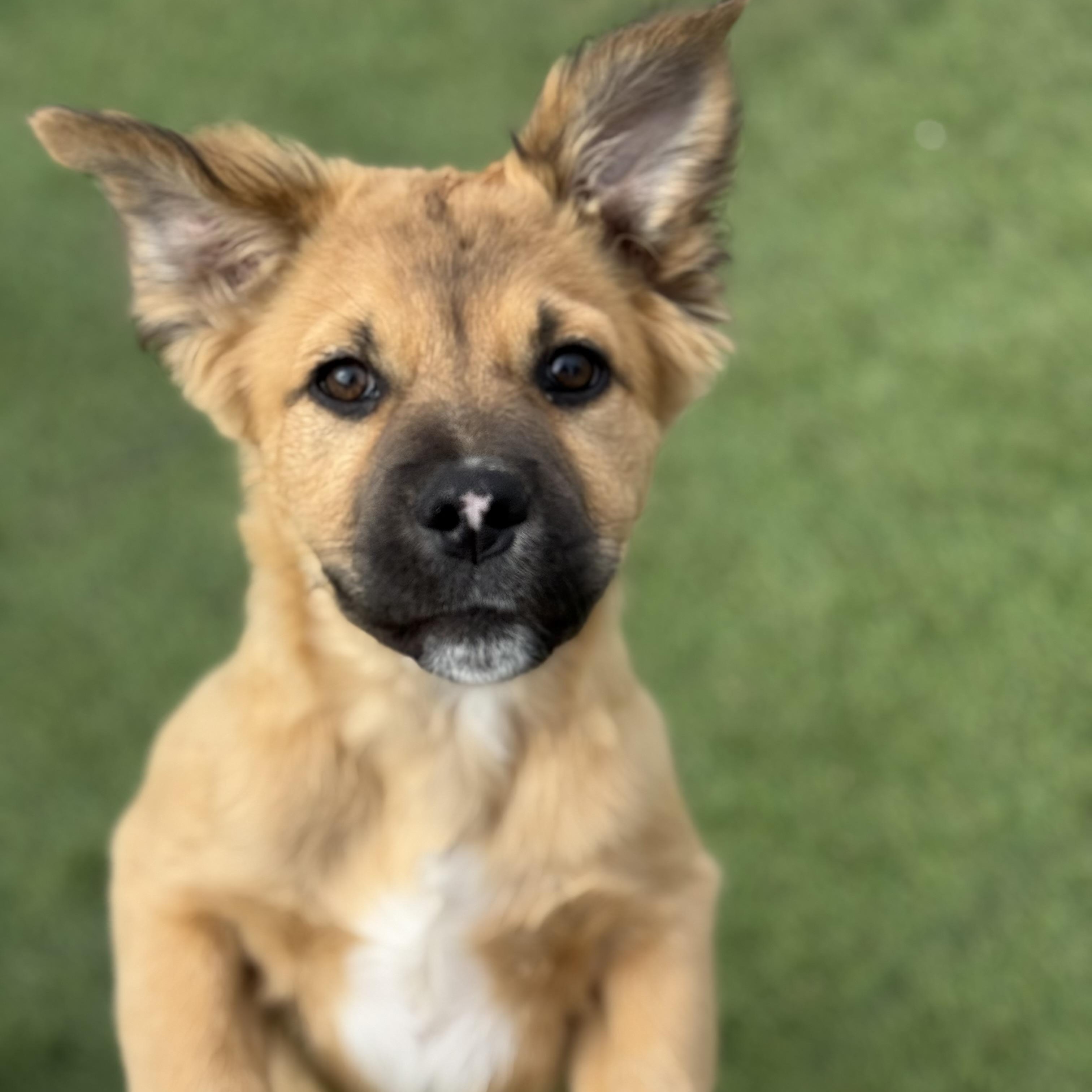 Enlarge Bobby, an adopted mixed breed in Glenolden, PA image 3/6