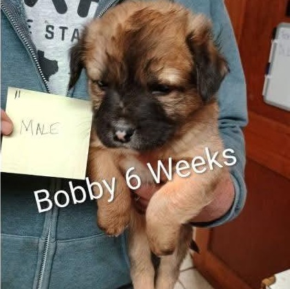 Enlarge Bobby, an adopted mixed breed in Glenolden, PA image 6/6