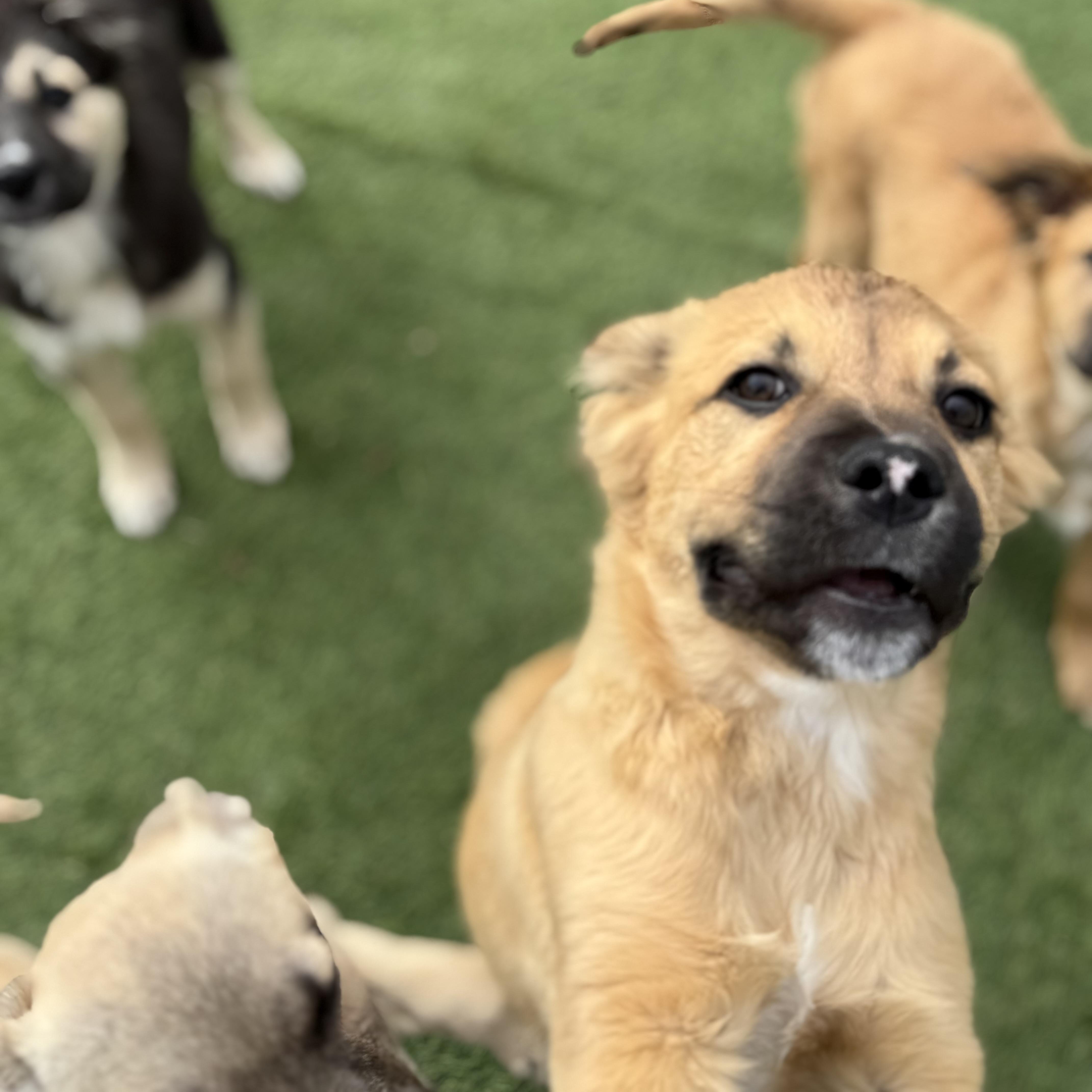 Enlarge Bobby, an adopted mixed breed in Glenolden, PA image 2/6
