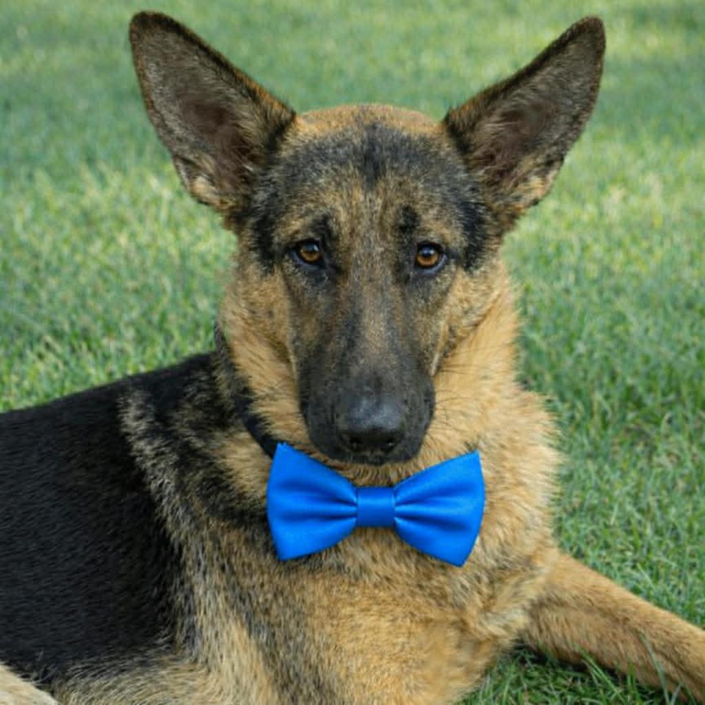 BELFORD GS — thumbnail 2