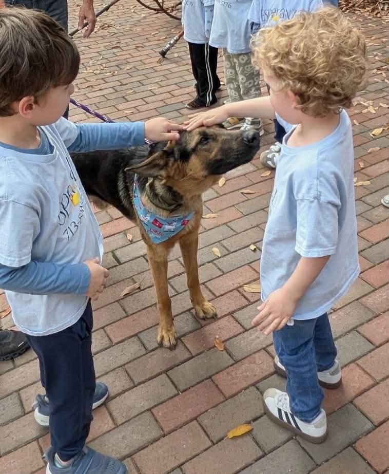 BELFORD GS — thumbnail 3