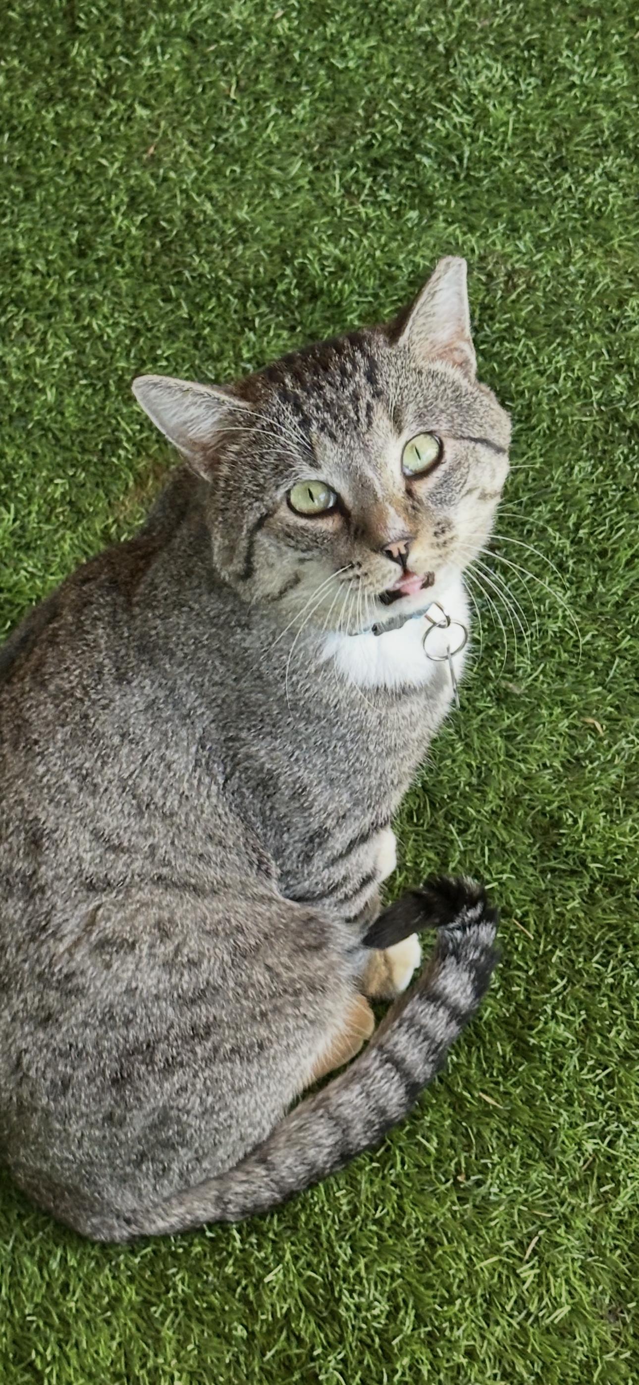 Enlarge Sinatra, a ADOPTABLE mixed breed in Longview, TX image 2/2