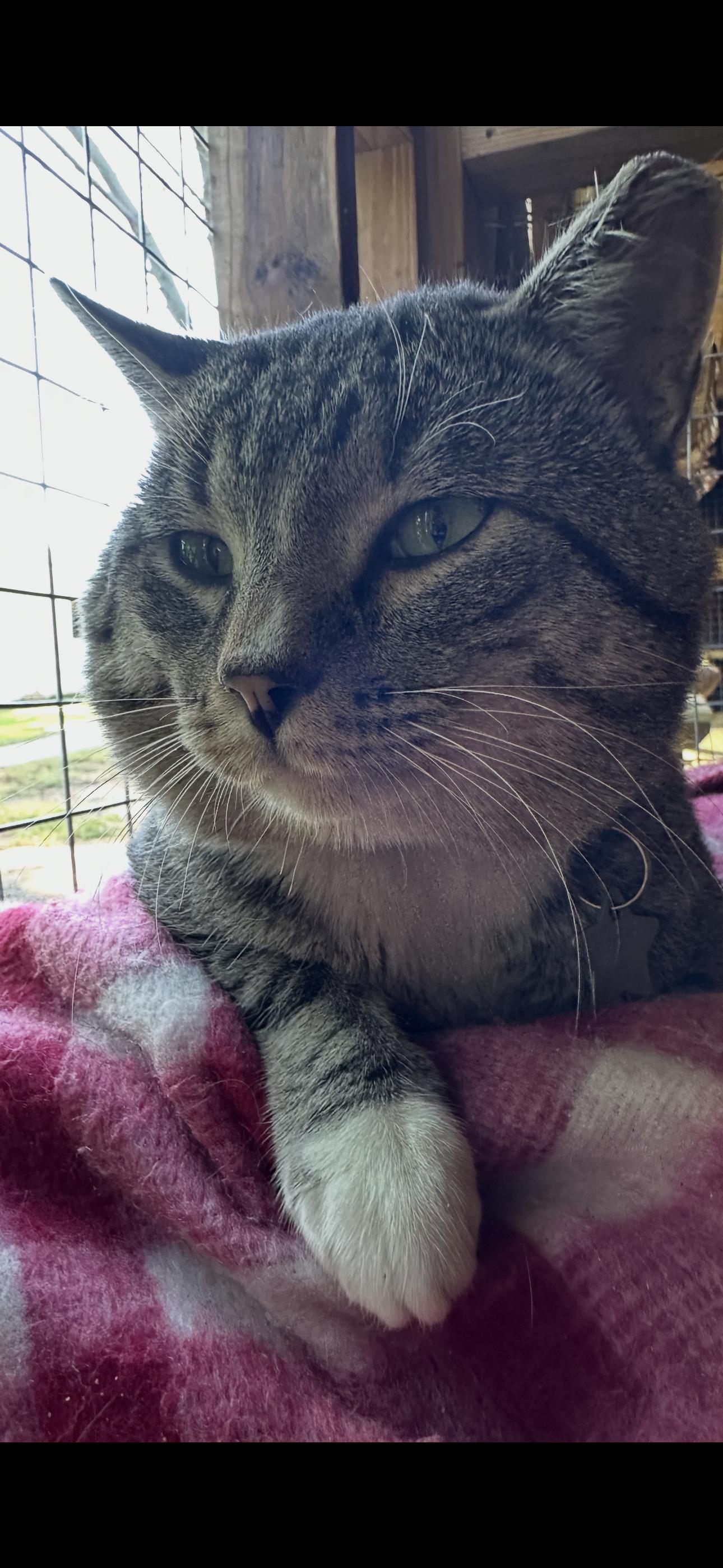 Sinatra, ADOPTABLE, Adult Male American Shorthair.